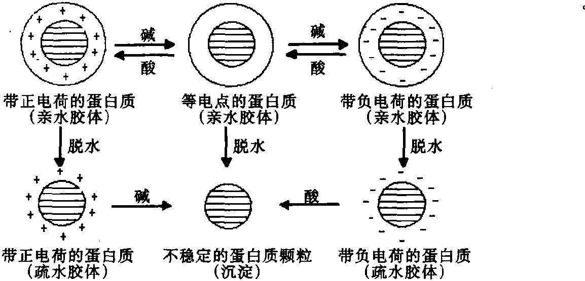 四、蛋白质的沉淀